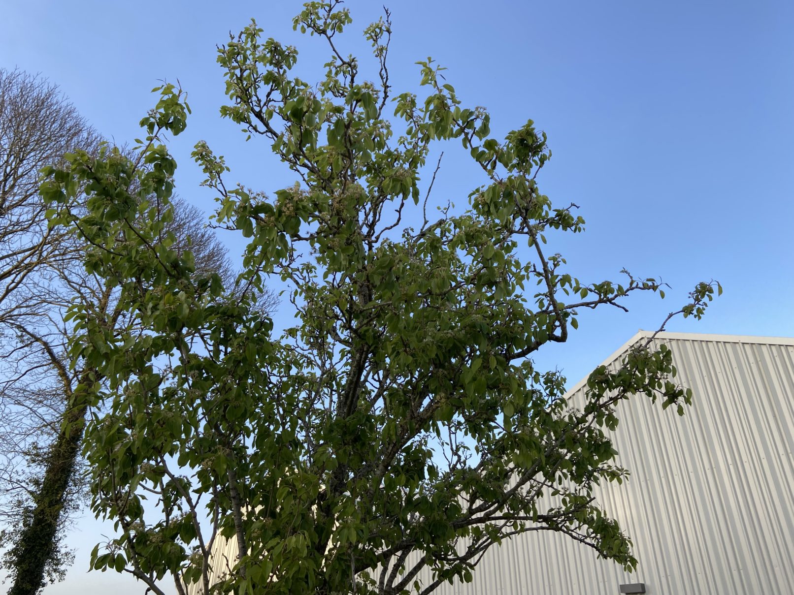 Pôle scolaire Plumeliau-Bieuzy